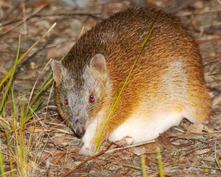 Bandicoot - leaves, australia, grass, bandicoot