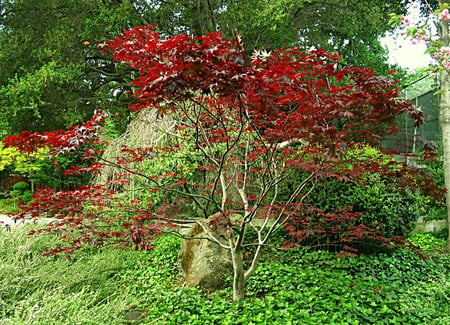 Maple tree - nature, trees