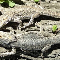 Bearded Dragons