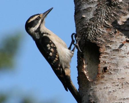 peckin away - in my, takin, yard