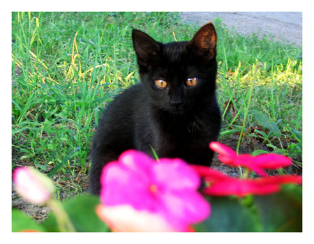 Black kitten - kitties, cats