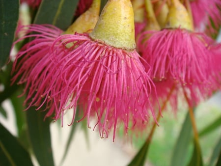 Eucalyptus flowers - native tree, australia, eucalyptus flowers, pink