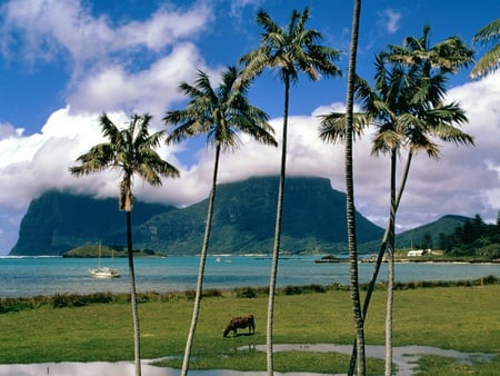 Lord Howe Island - tropical palms, cow grazing, island, ocean, mountains