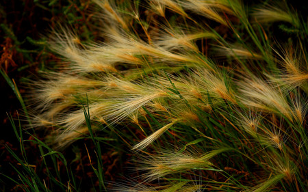 Foxtails - foxtails, nature