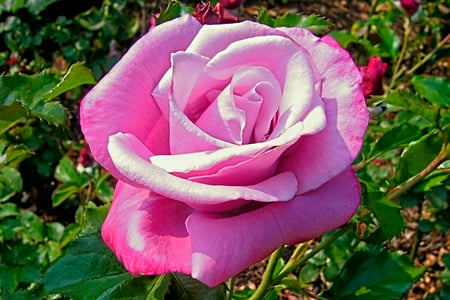 Pink rose - flowers, roses