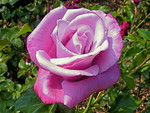 Pink rose