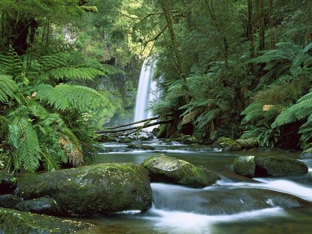 Victoria Falls - water fall, ferns, mossy rocks, rainforest, australia