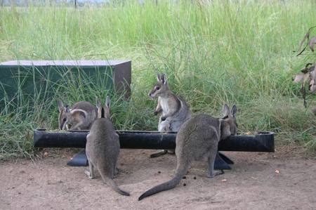 Wallabys Feeding - feeding, native, wallabys, australia, grass