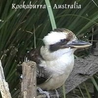 Kookaburra