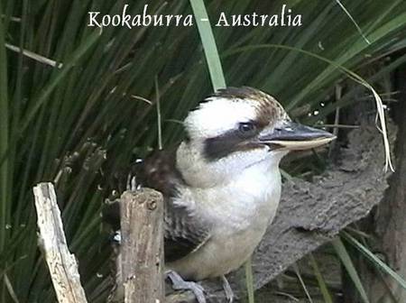 Kookaburra - kookaburra, fence, australia, bird