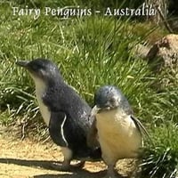 Fairy Penguins