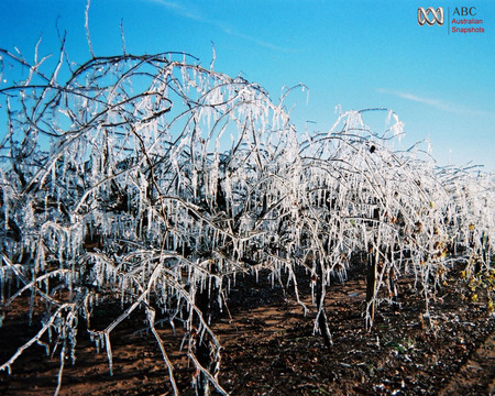 Freezing Grapes on the Vine - winter, vineyard, frozen grapes, australia