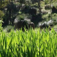 Avon Valley Bush, WA