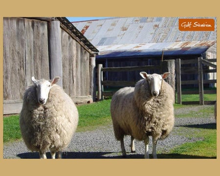 Baaa Baaa - shearing sheds, woolly sheep, australia, gulf station