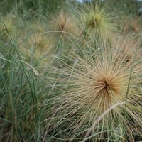 Beach Spinifex, Kings Park