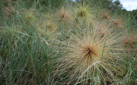 Beach Spinifex, Kings Park - western australia, dry grasses