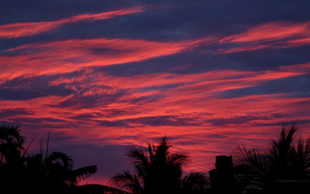 Red Sunset - red sunset, tropical palm silhouettes, sky