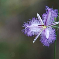 Fringed Lily