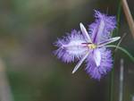 Fringed Lily