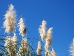 Bullrushes against blue sky