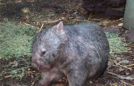 Wombat - australia, native animal, wombat