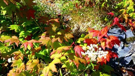 Falls Colors Beginnings - fall, autumn, woods, forest, washingtong, widescreen