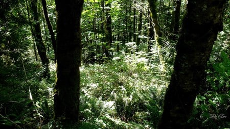 Deep Sunshine - widescreen, trees, ferns, green, forest, mountains, washington, foliage