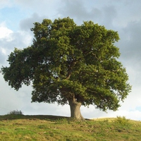 Free Independant Tree