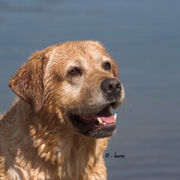 Dark yellow Labrador Retriever