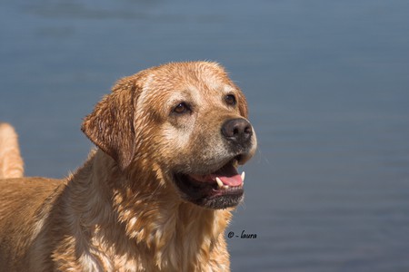 Dark yellow Labrador Retriever - labrador retriever, lab, yellow