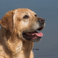 Dark yellow Labrador Retriever