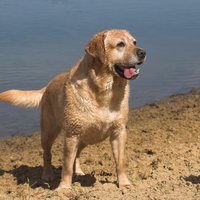 Dark yellow Labrador Retriever