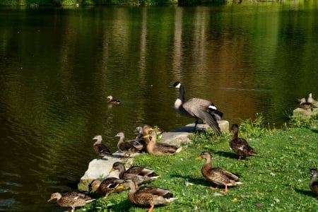 One Quacky Family - duck, ducks, one quacky family, duck dynasty