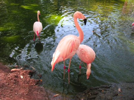 Flamings - pink bird, animals, beautiful birds, flamings, birds