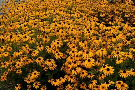 A Sea of Flowers - daisies, A Sea of Flowers, snap dragons, morning glory, yellow flowers