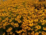 A Sea of Flowers