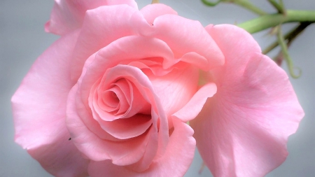 Rose - cute, rose, pink, beautiful