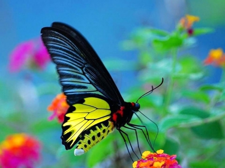 Butterfly - butterfly, amazing, black, yellow