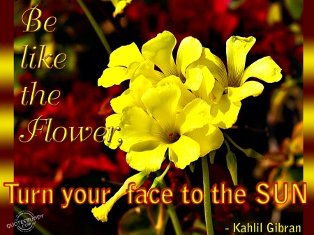 Turn your face to the Sun. - nature, yellow, flower, quotes