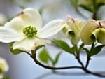 White Flowers