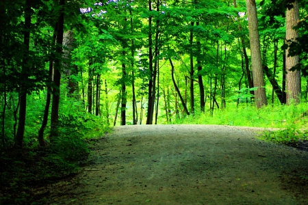 Take a Walk Through the Forest - trees, road, forest, shadow, leaves, path, nature, trunks, green, limbs