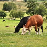 Cows Grazing