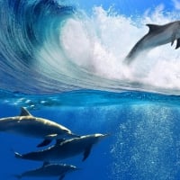 Dolphins playing with the tide