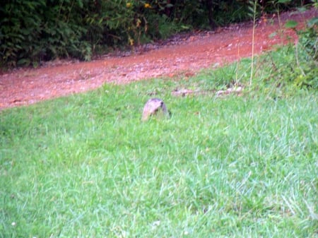 The Grey Groundhog Returns - rodents, rurual, tennessee, wild animals