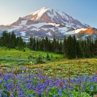 Wildflowers At Sunrise On Mount Rainier