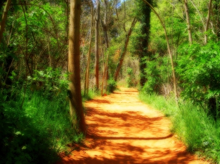 Path - path, trees, green, Forest, dirt