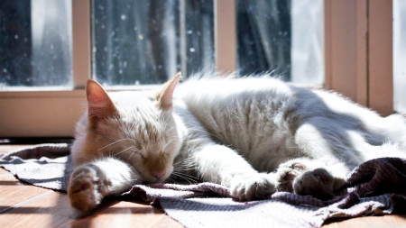 cat - white, sleeping, window, cat