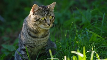 cat staring - tabby, staring, grass, cat