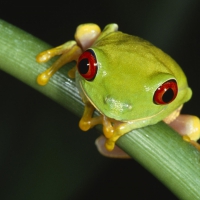 colourful tree frog