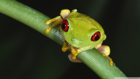 colourful tree frog - colourful, branch, tree, frog